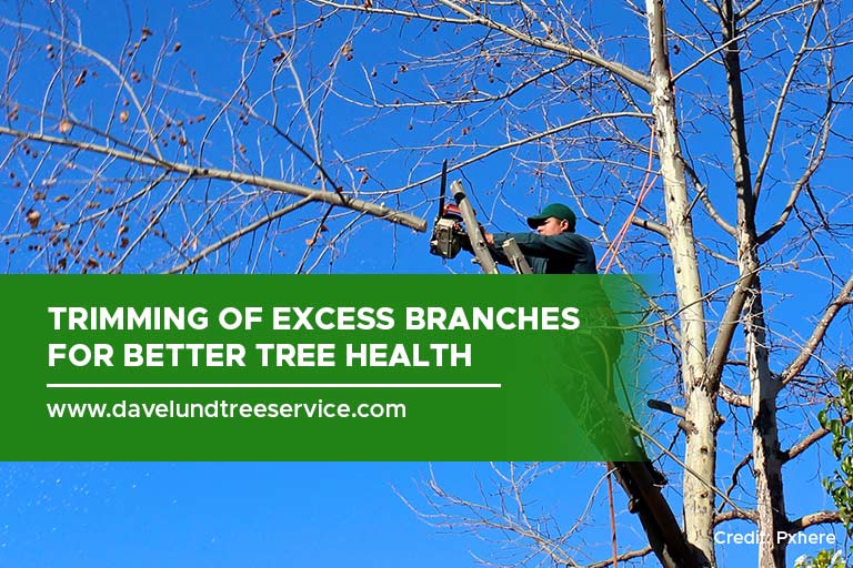 Trimming of excess branches for better tree health