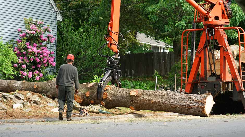 Benefits of Our Tree Removal Services in Markham