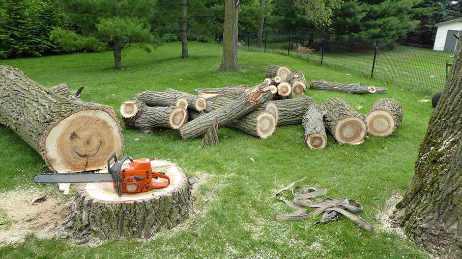 We Make Tree Removal in Markham Easy for You