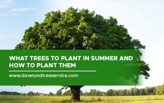 What Trees to Plant in Summer and How to Plant Them