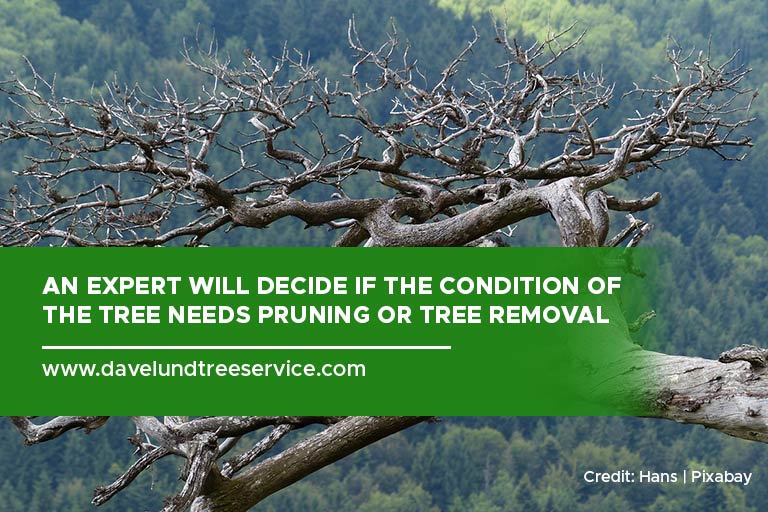 An expert will decide if the condition of the tree needs pruning or tree removal