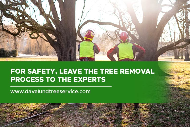 For safety, leave the tree removal process to the experts