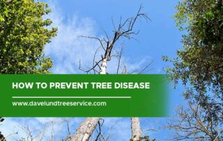 How to Prevent Tree Disease