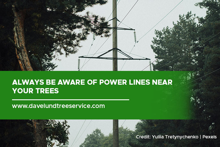 Always be aware of power lines near your trees