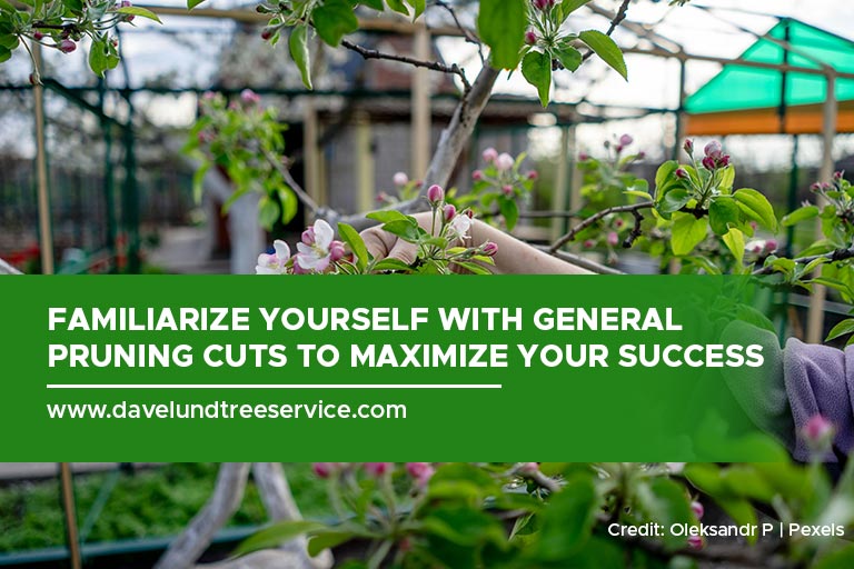 Familiarize yourself with general pruning cuts to maximize your success