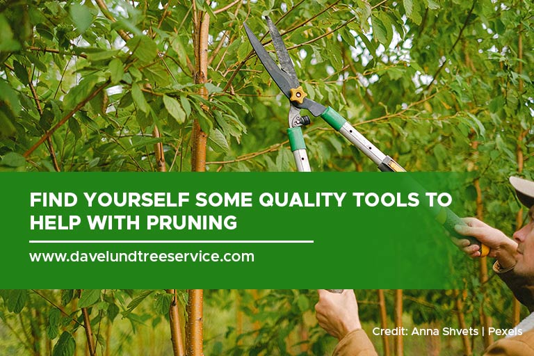 Find yourself some quality tools to help with pruning