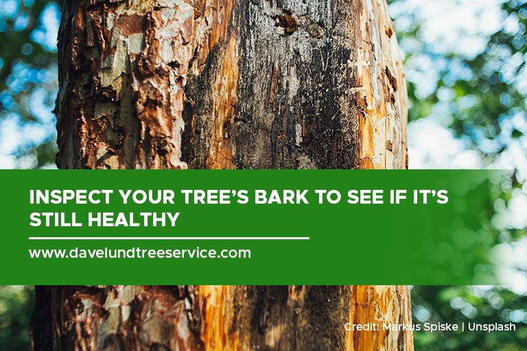 Inspect your tree’s bark to see if it’s still healthy