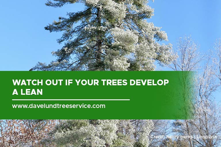 Watch out if your trees develop a lean