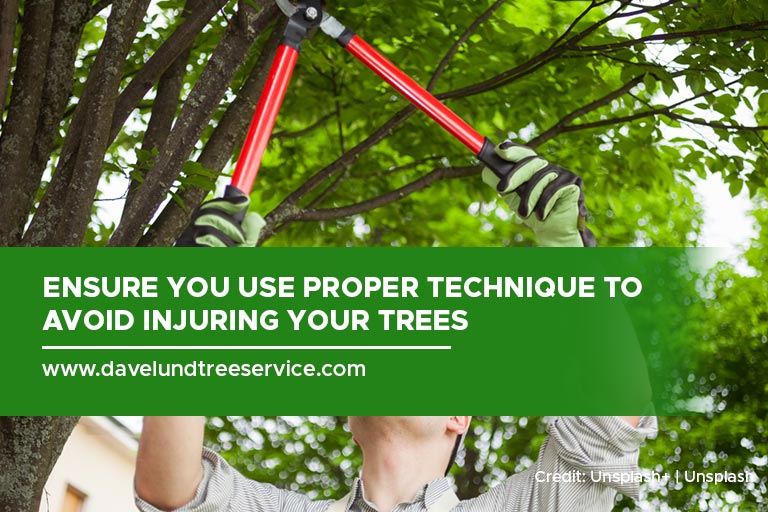 Ensure you use proper technique to avoid injuring your trees