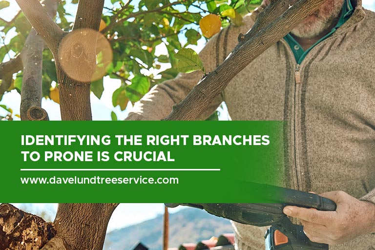 Identifying the right branches to prone is crucial