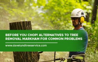 Before You Chop! Alternatives to Tree Removal Markham for Common Problems