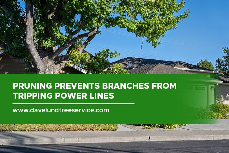 Pruning prevents branches from tripping power lines