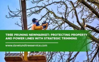 Tree Pruning Newmarket: Protecting Property and Power Lines with Strategic Trimming