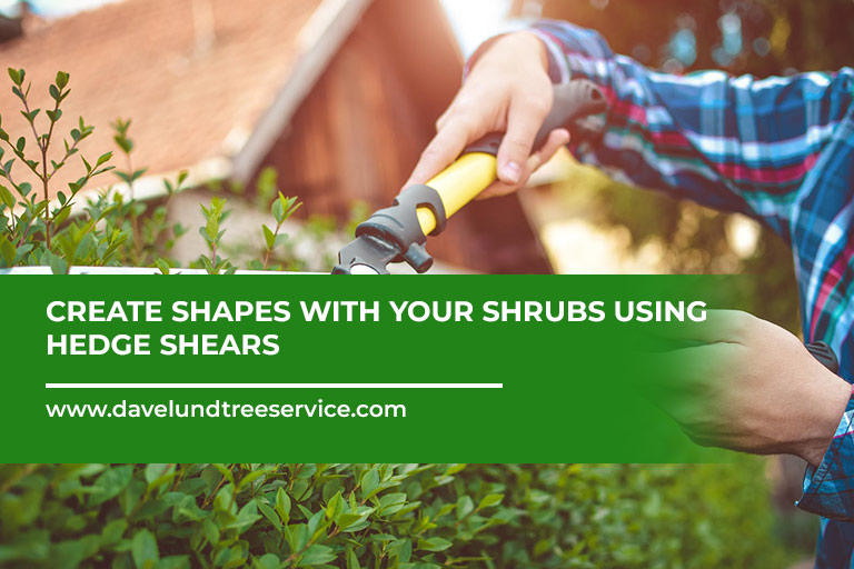 Create-shapes-with-your-shrubs-using-hedge-shears