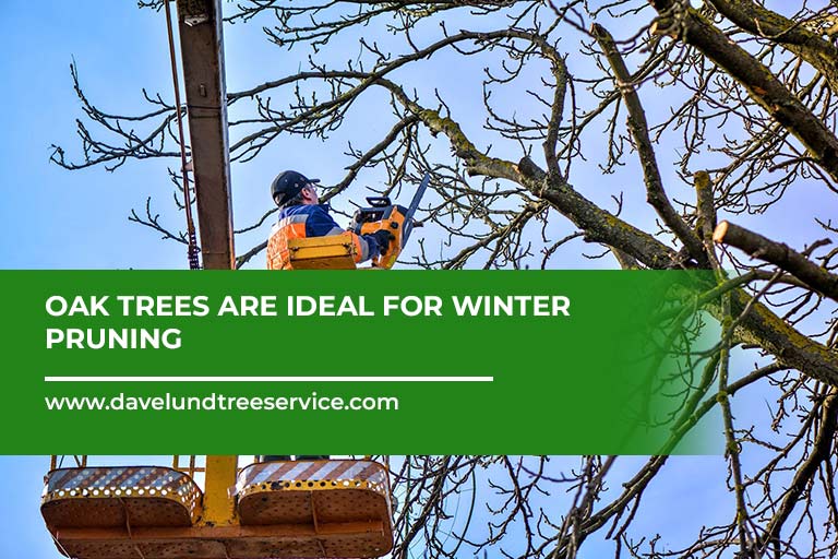 Oak-trees-are-ideal-for-winter-pruning