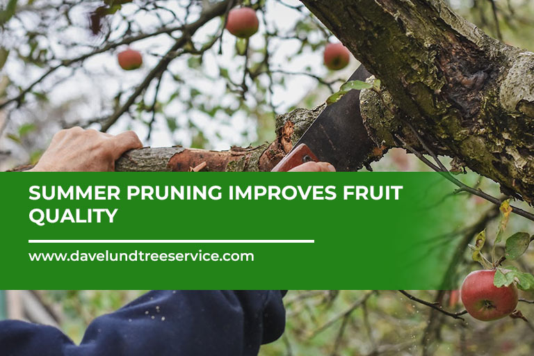 Summer-pruning-improves-fruit-quality