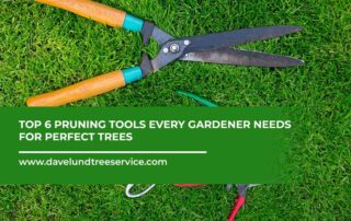 Top-6-Pruning-Tools-Every-Gardener-Needs-for-Perfect-Trees