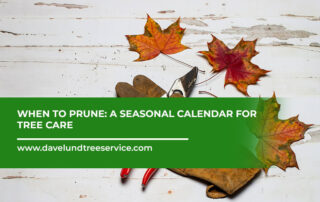 When-to-Prune-A-Seasonal-Calendar-for-Tree-Care